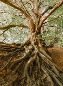 green tree during daytime